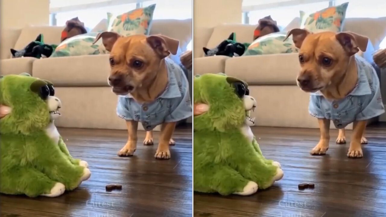 angry dog ​​fighting with monkey