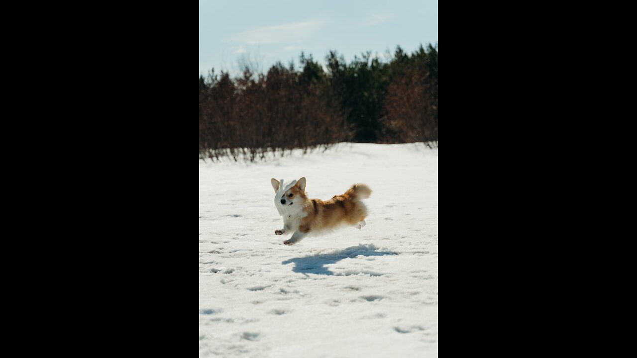 Dog play snow