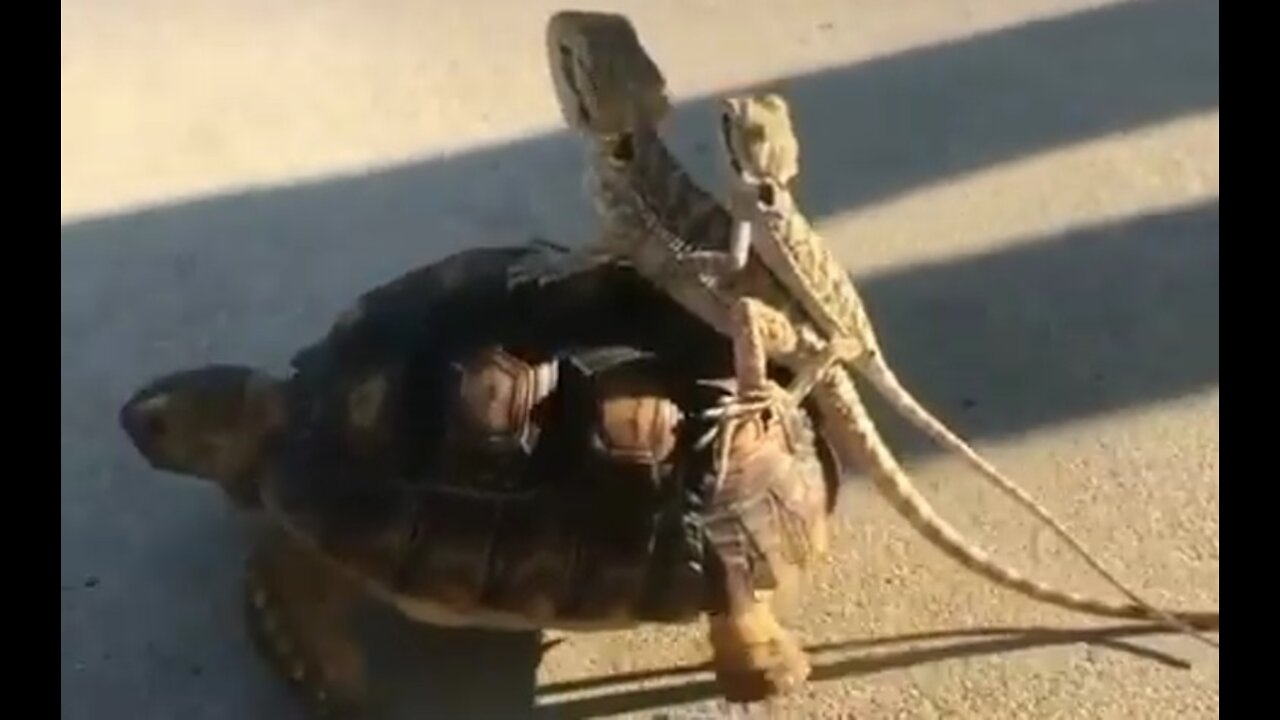 CHAMELEONS AND TORTISE ARE FRIENDS NOW FUNNY VIDEO