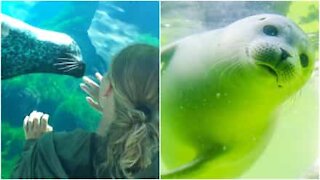 Foca gioca con i visitatori dell'oceanario