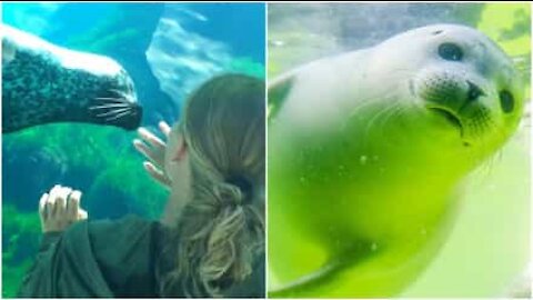 Foca gioca con i visitatori dell'oceanario