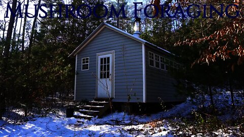 Off Grid Cabin and Mushroom Foraging. Tiny House and Wild Edible Mushrooms in North Carolina.