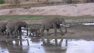 Elephants Walking