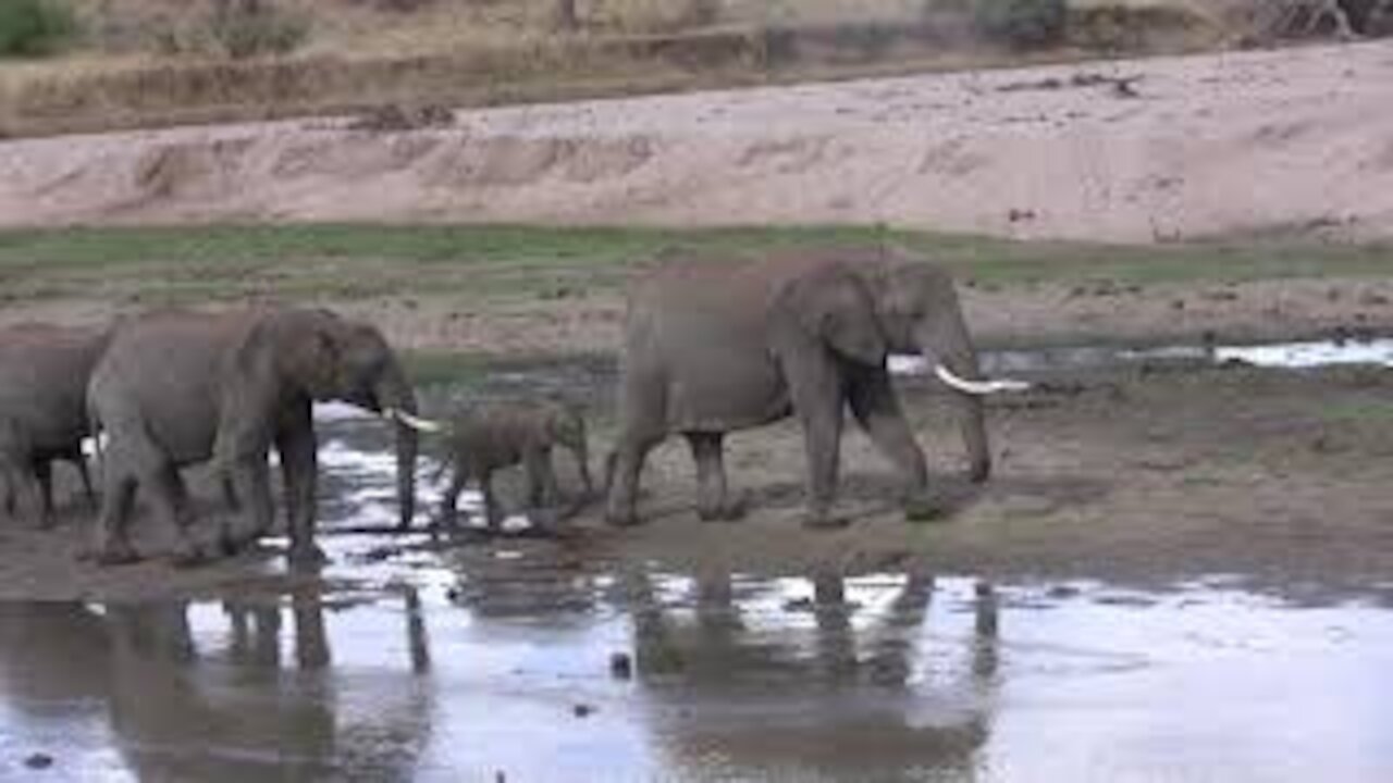 Elephants Walking