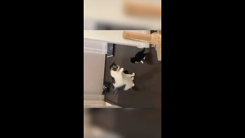 Cat vs cat