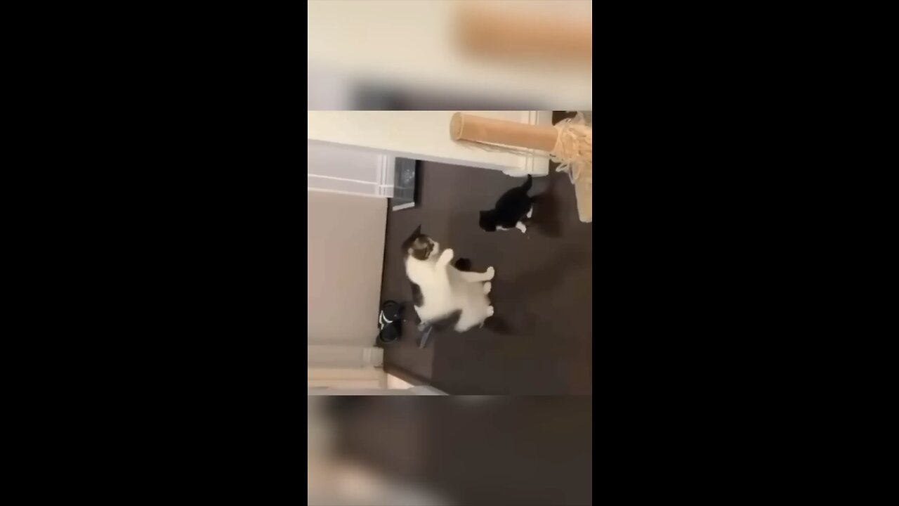 Cat vs cat