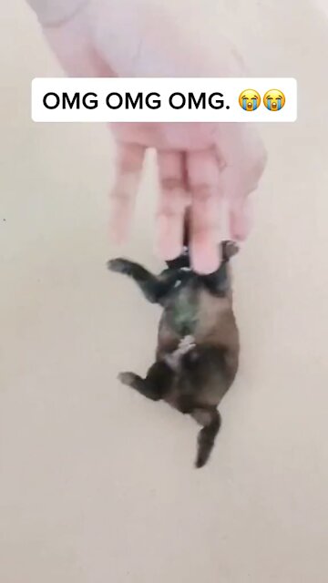 SAVING MY PUPPY FROM DEATH (NEAR DEATH EXPERIENCE)