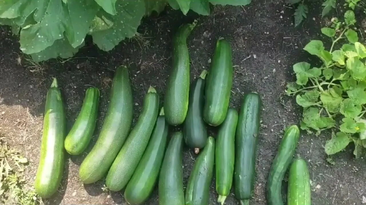 HOW TO FREEZE ZUCCHINIS NO BLANCHING - TWO WAYS + HUGE ZUCCHINI HARVEST / BUMPER CROP