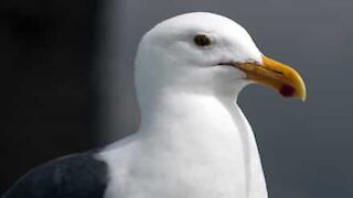 Une mouette entre dans un magasin et vole un paquet de chips