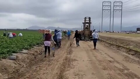 How To Produce Billions Of Strawberries In California