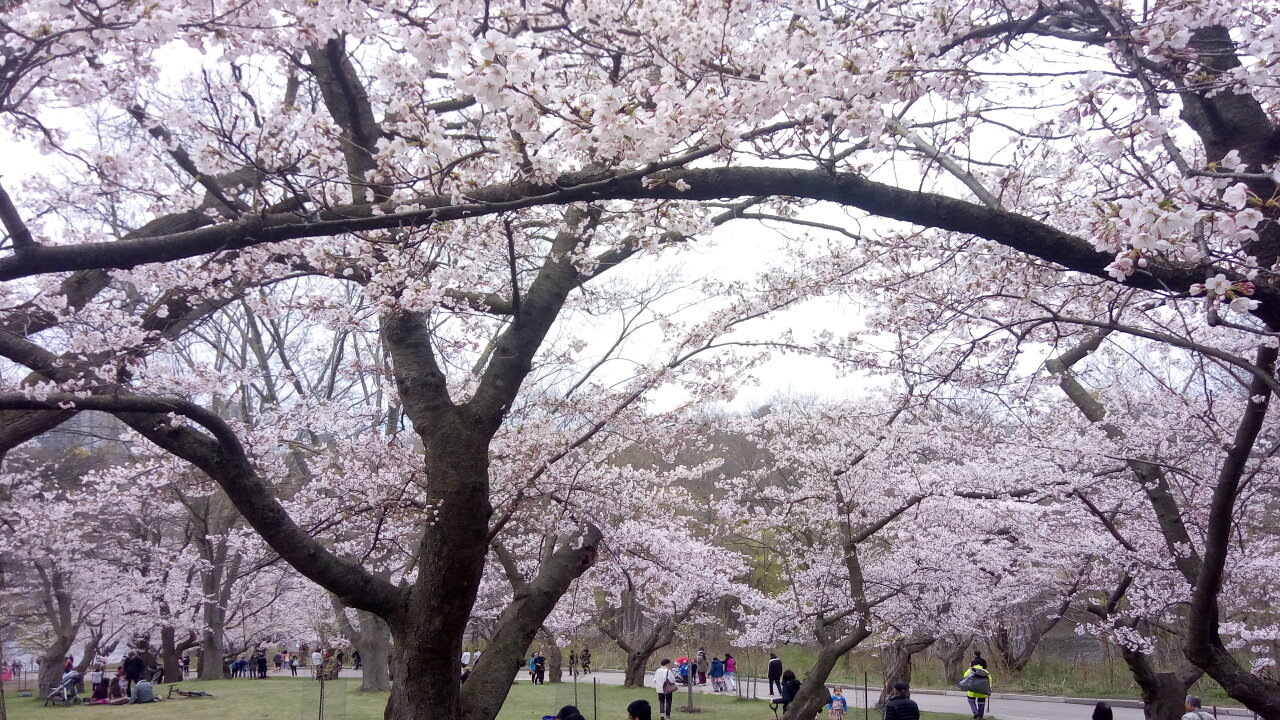 Beautiful sakura canopies, High Park cherry blossoms at full bloom, May 6, 2022