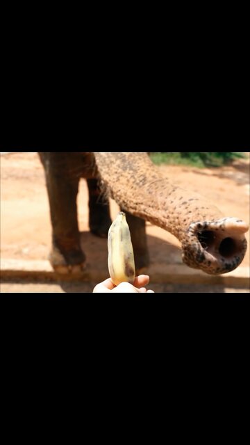 Feeding an Animal at the Zoo