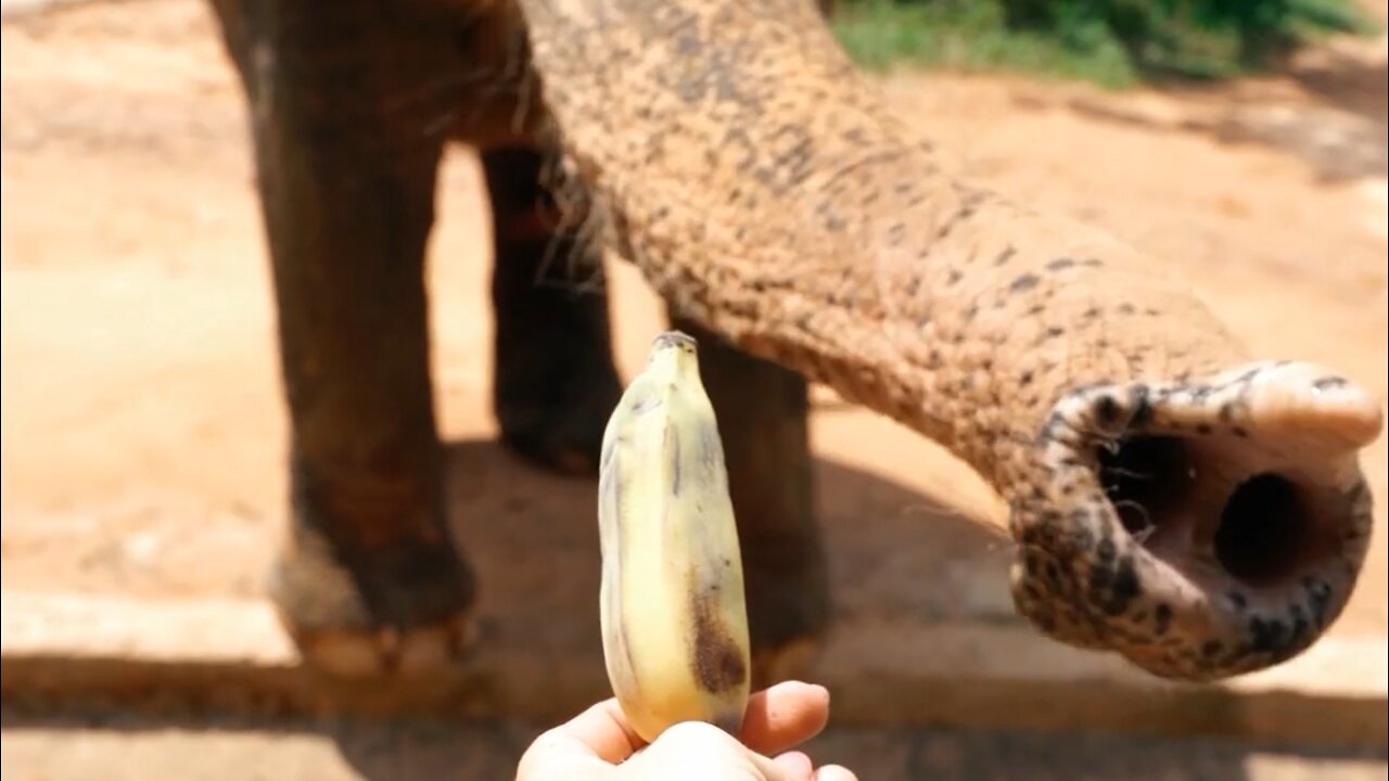 Feeding an Animal at the Zoo