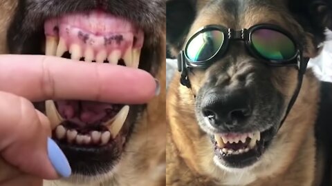 Dog Angry Mod Vs Funny Mod 😐 do not miss video