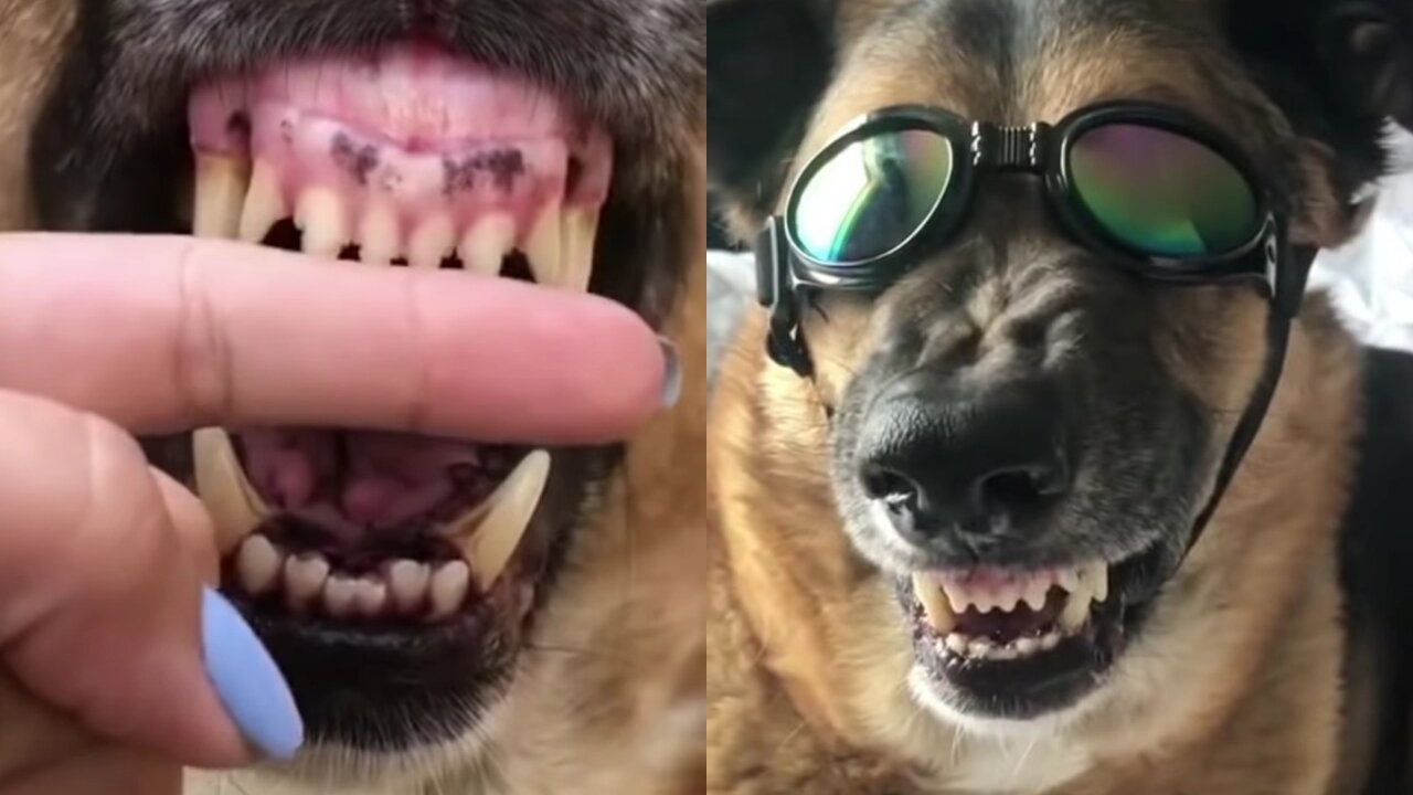 Dog Angry Mod Vs Funny Mod 😐 do not miss video