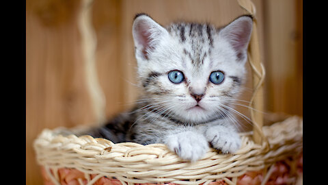 Little cute kitten meowing