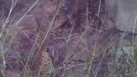 CUTE BIG CAT - Leopard Cub - First Sighting!!