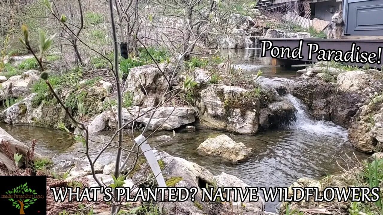 We boosted our ecosystem recreation swim pond with hundreds of native plants