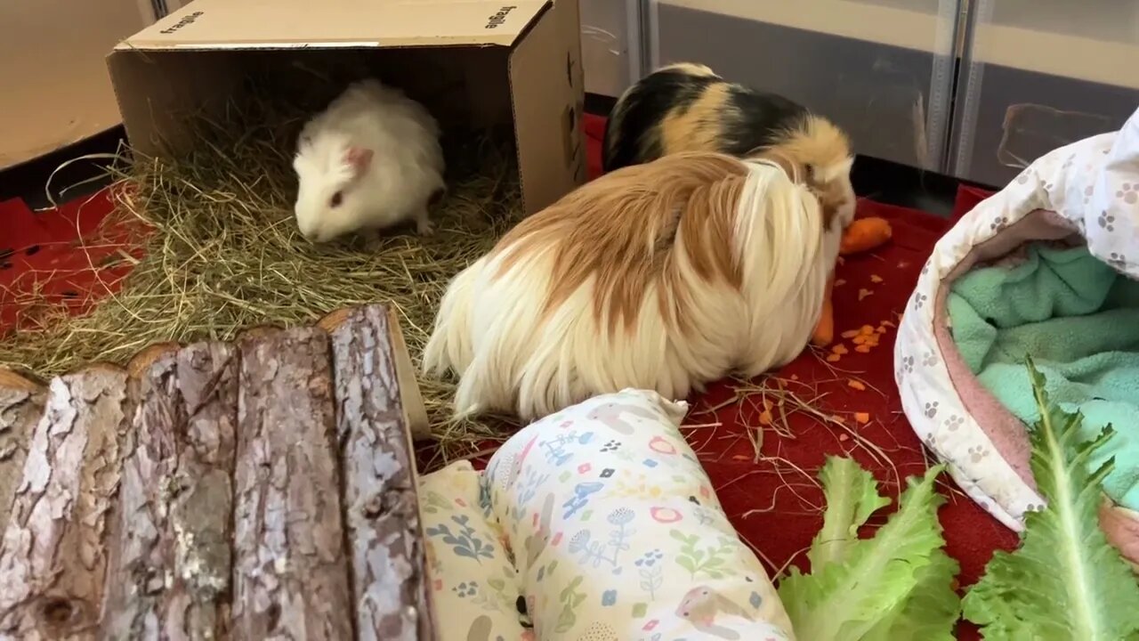 Baby Guinea pig Fiona is having a hay moment