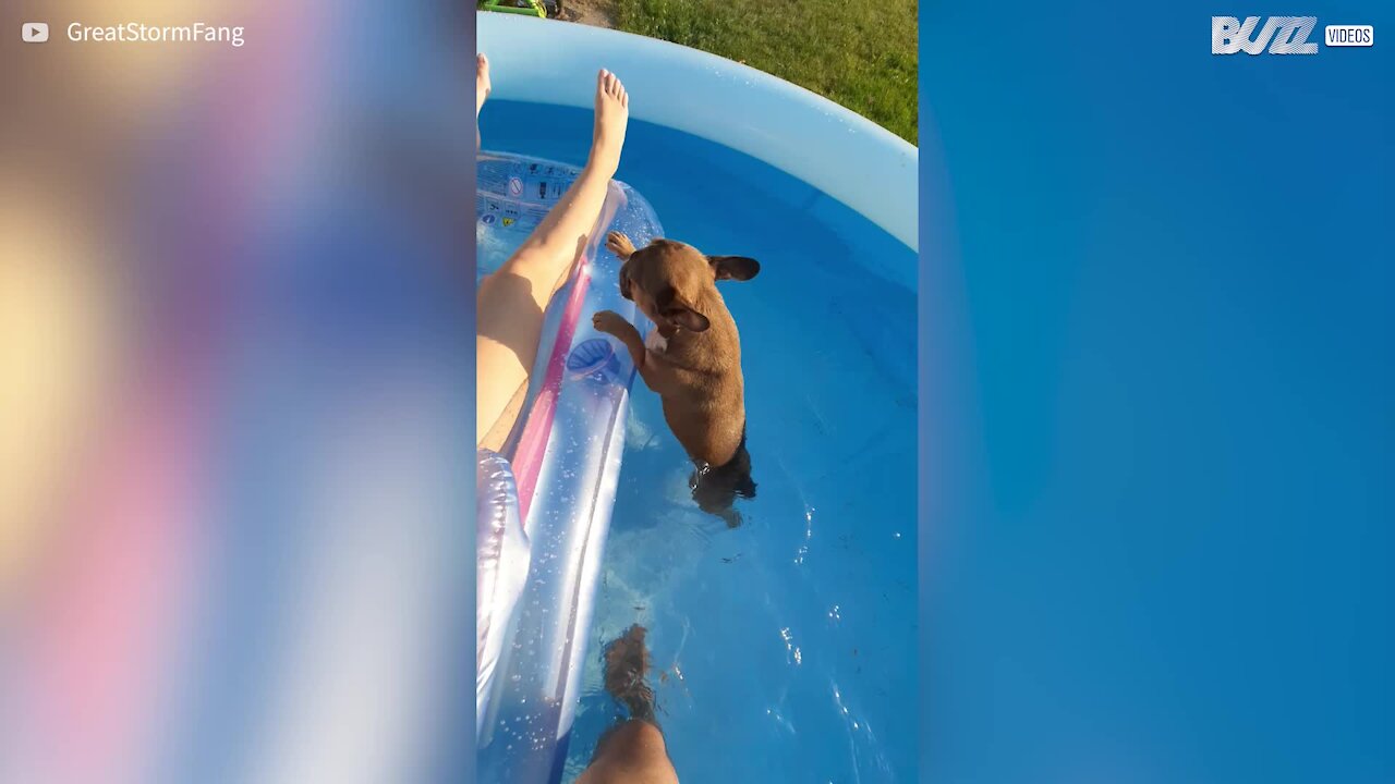 Cão ajuda dona com os banhos de sol