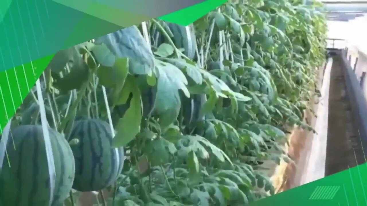 This is how China produces 100 million watermelons Watermelon production 2