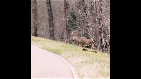 Deer By the Road