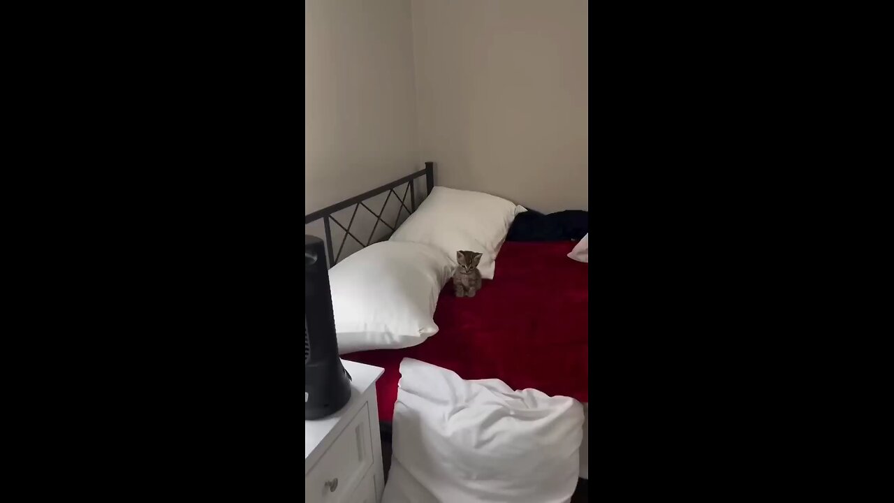 Funny cats