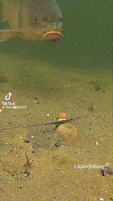 "Discover the Wonders of Amazing Fish: A Deep Dive into the Ocean's Most Fascinating Creatures"