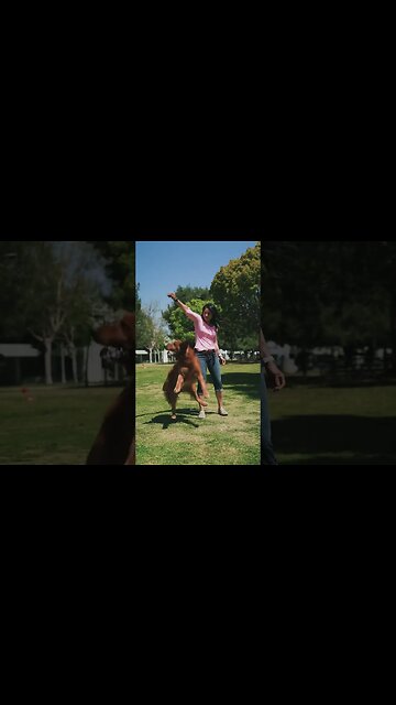 Qual a missão espiritual do seu cão?