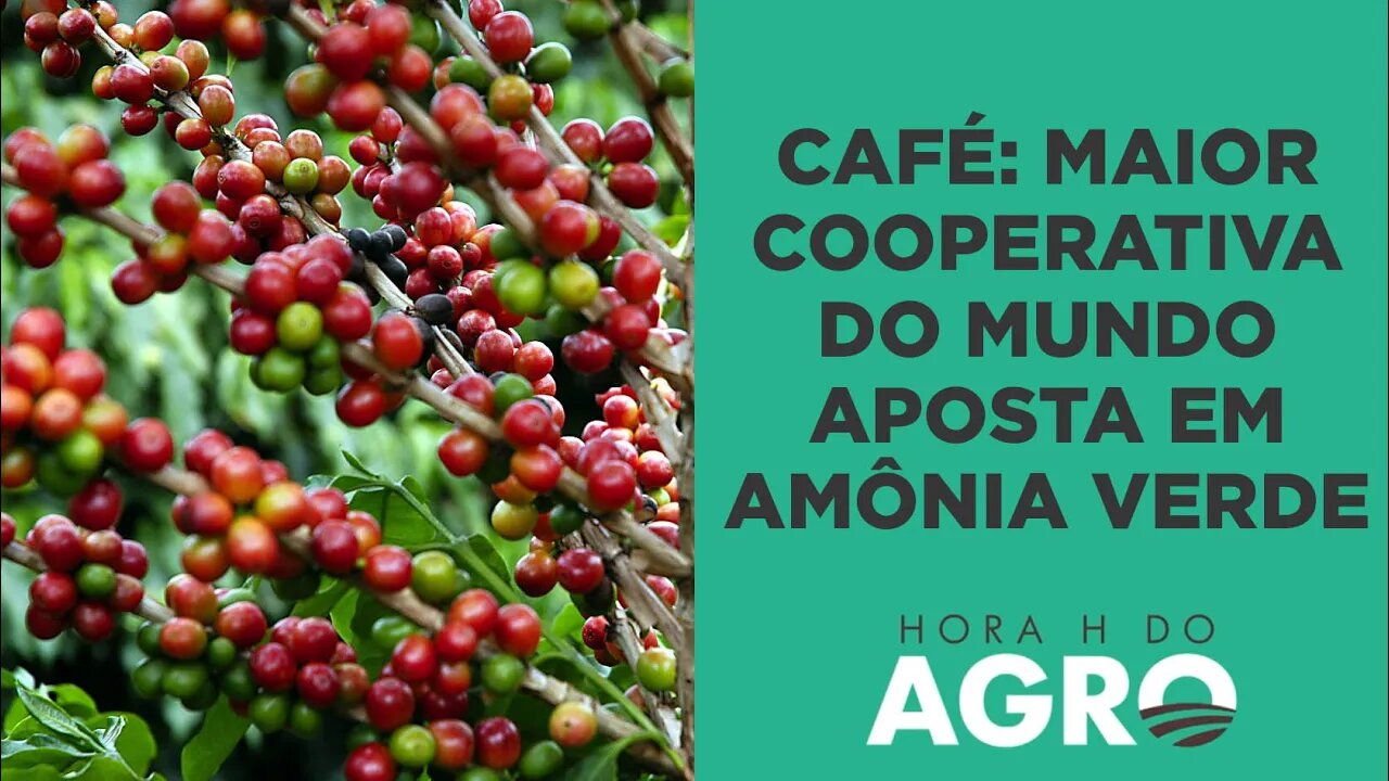 Maior cooperativa de café do mundo aposta em amônia verde; entenda! | HORA H DO AGRO