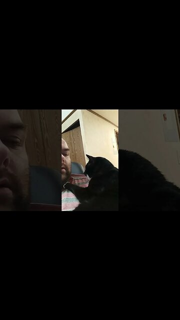 comfy cat #shortsfeed #kittycat #shortsvideo #cat #youtubeshorts