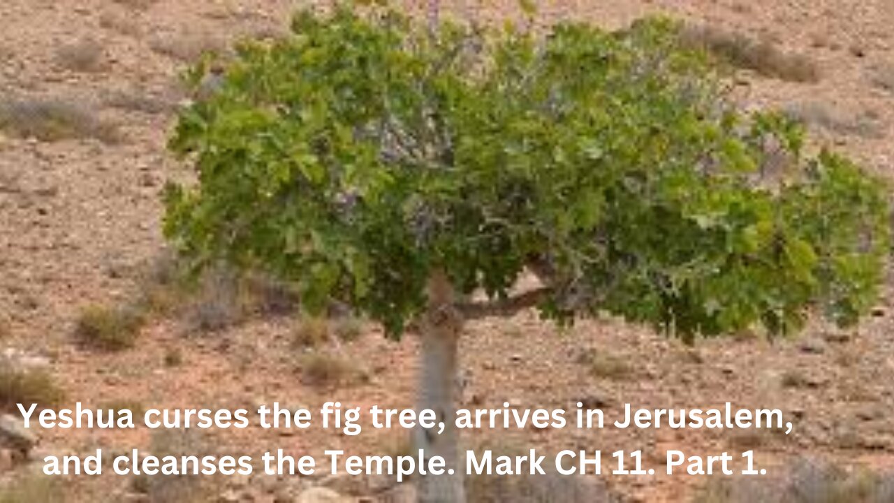 Yeshua curses the fig tree, arrives in Jerusalem, and cleanses the Temple. Mark CH 11. Part 1.