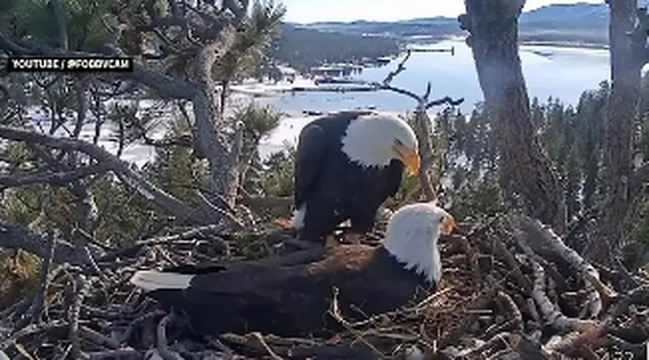 Bald Eagle Nest Goes ViraL,