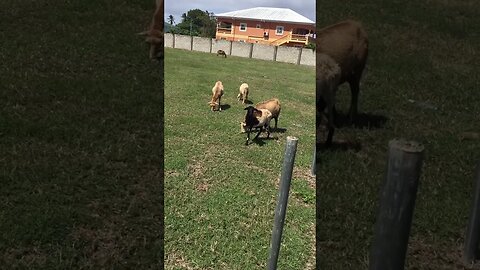 PULLING UP ON THE FLOCK