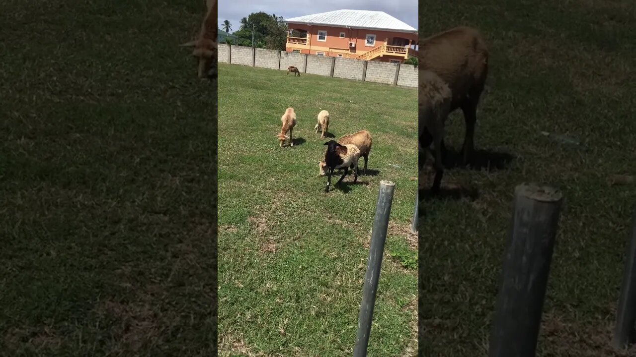 PULLING UP ON THE FLOCK