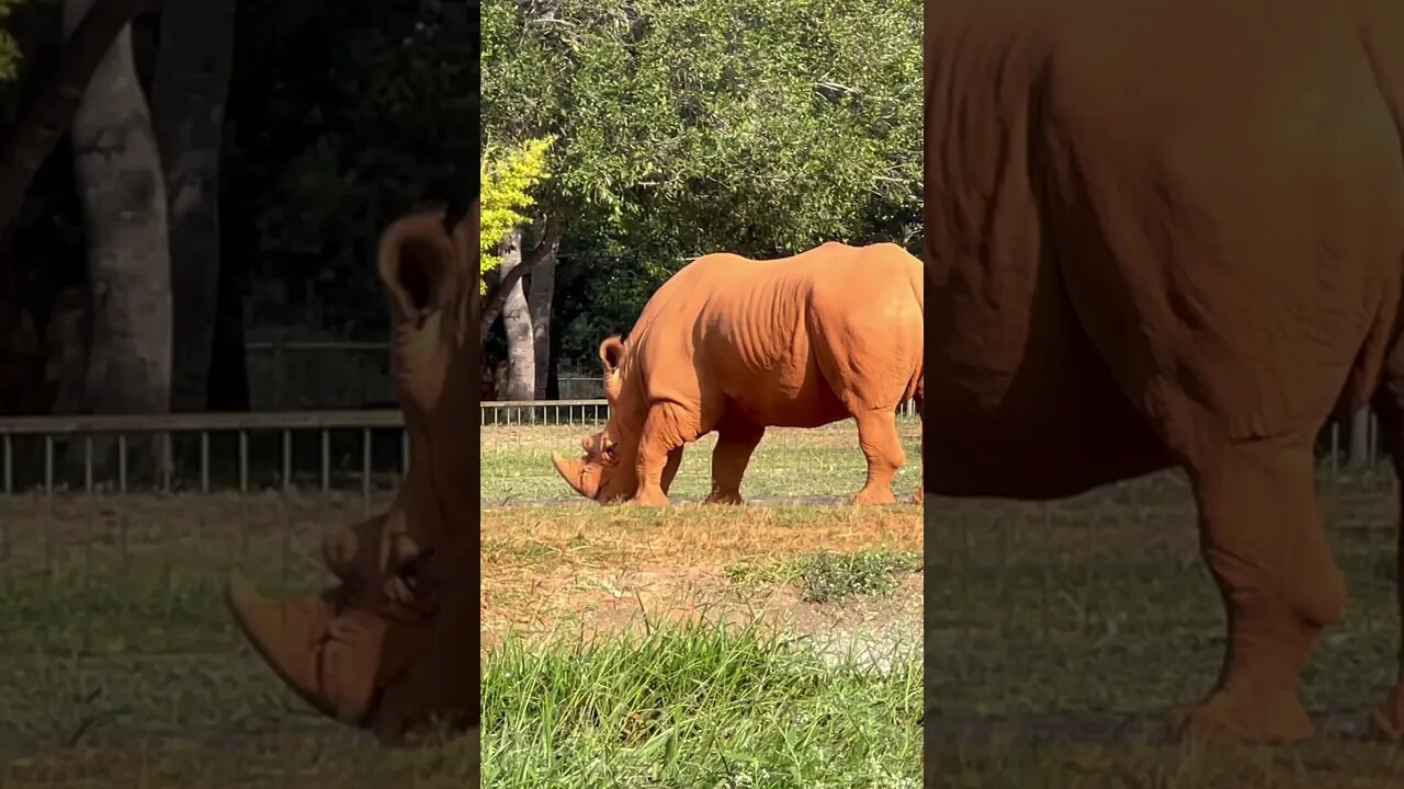 Rinoceronte no Zoológico de Brasília