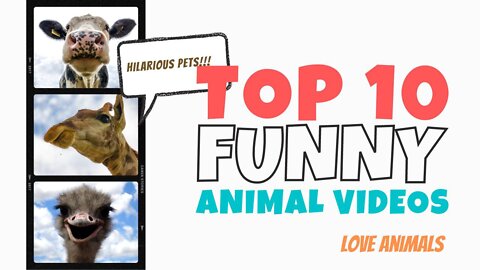 Animals being funny for straight 3 minutes