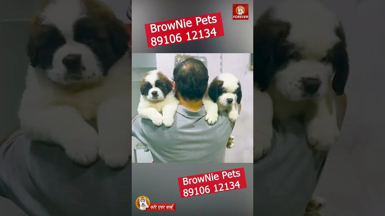 TOP QUALITY ST. BERNARD AVAILABLE | BrowNie Pets : 89106 12134