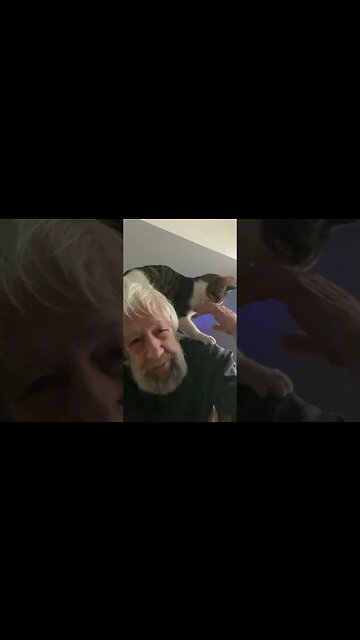 Cat wanted attention