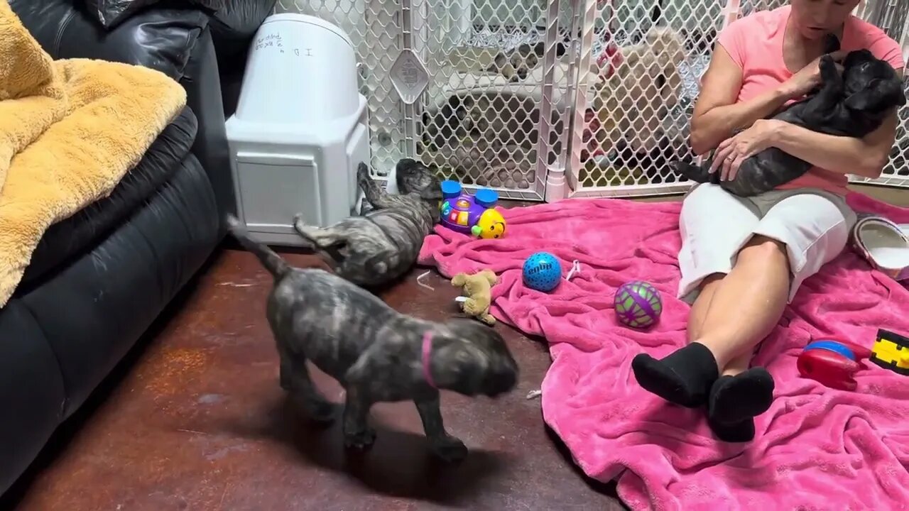 Finney litter in Lonelycreek, Bullmastiffs, Jasmine, Jade, JoeLynn, Jolie, Jewel 
