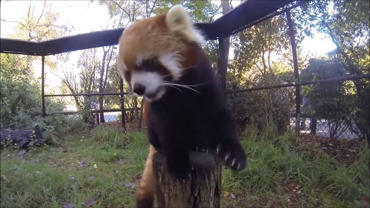 Cute Red Panda Compilation - Cute Animals