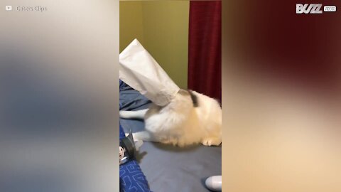 Un sachet sur la tête, ce chat perd ses moyens