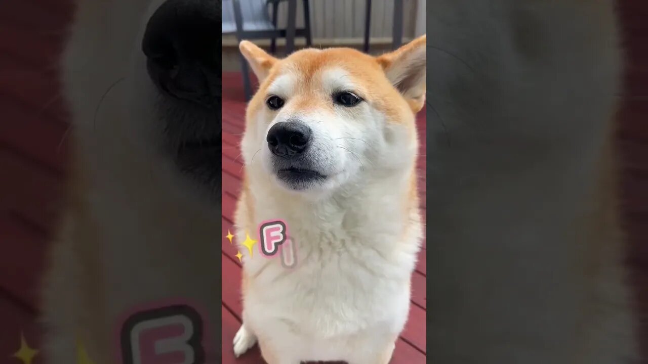 Funny Shiba Inu Compilation Videos 2023 | Episode 1