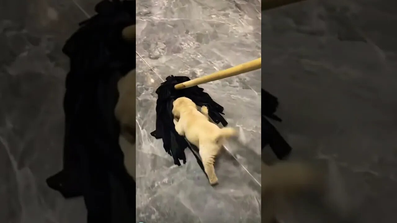 Omg soo cute 🥰 #shorts #viral #subscribe #funny #youtubeshorts #shortswithkye