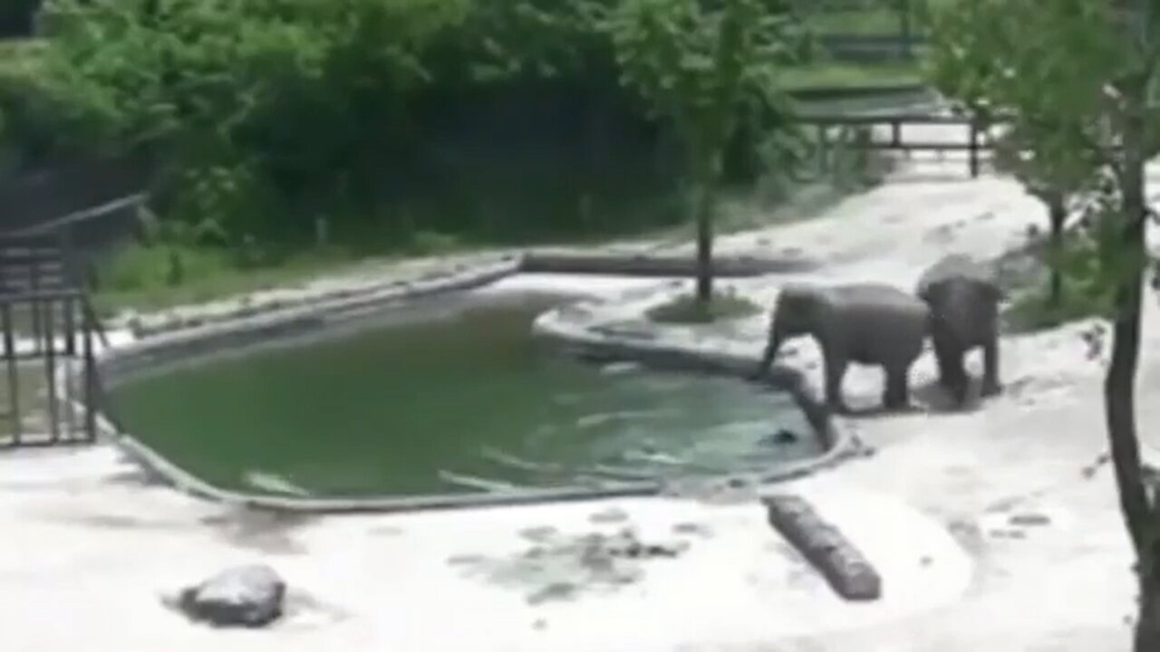 Look at the reaction of the elephants when they see a calf falling into the water