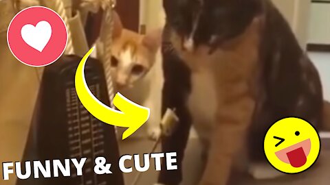 Funny and Cute Pet's Life #020