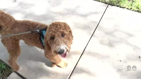 How to help your pets adjust as you head back to work