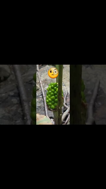 #whatisthis #plants #unknown #waterplants #ytshortscanada #ytshortsvideo