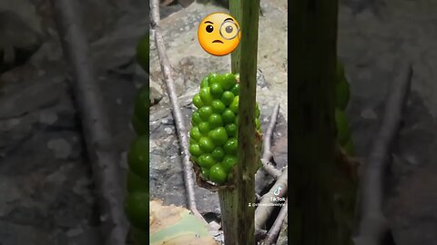 #whatisthis #plants #unknown #waterplants #ytshortscanada #ytshortsvideo