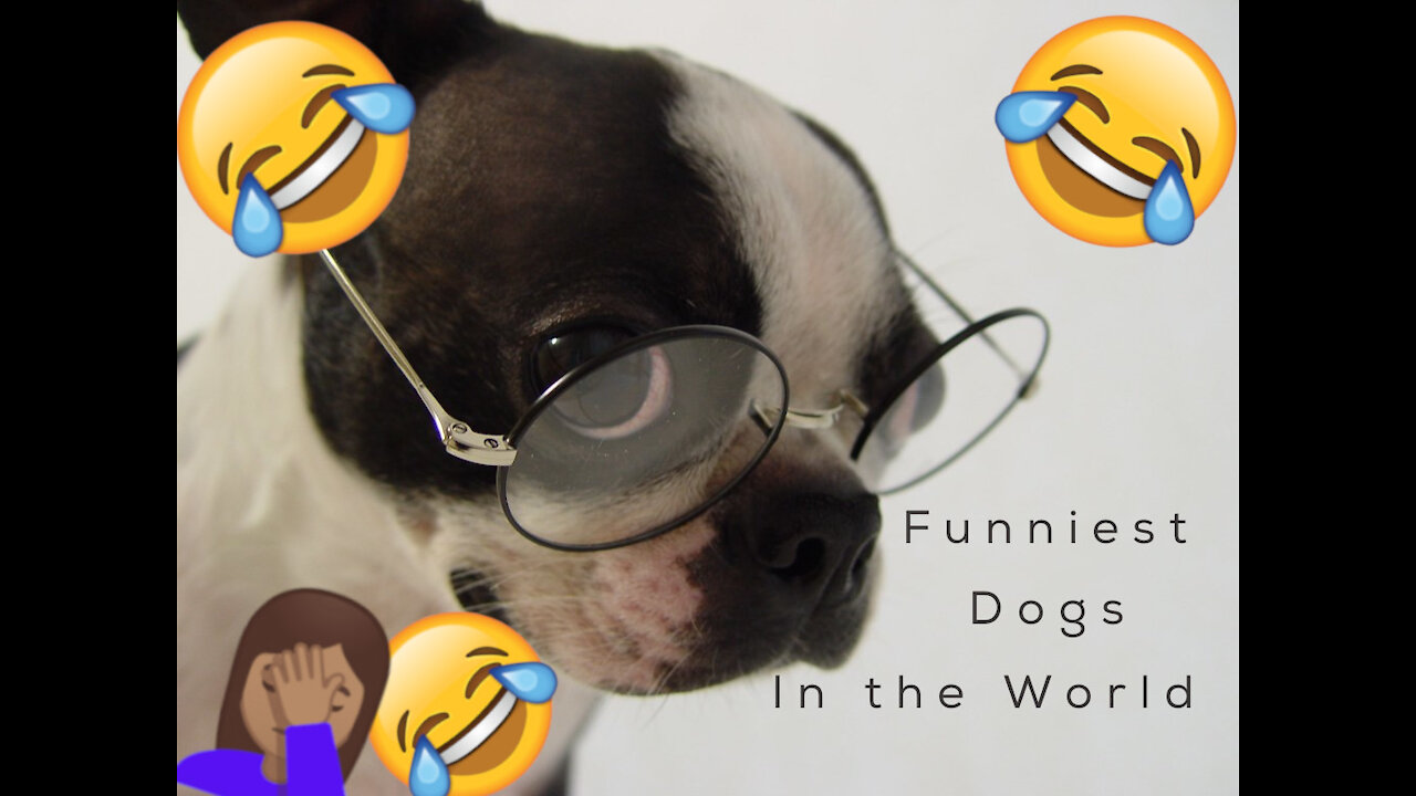Dogs are smarter than we think 🤣🤣🤣😍Funniest Dogs in the World😂